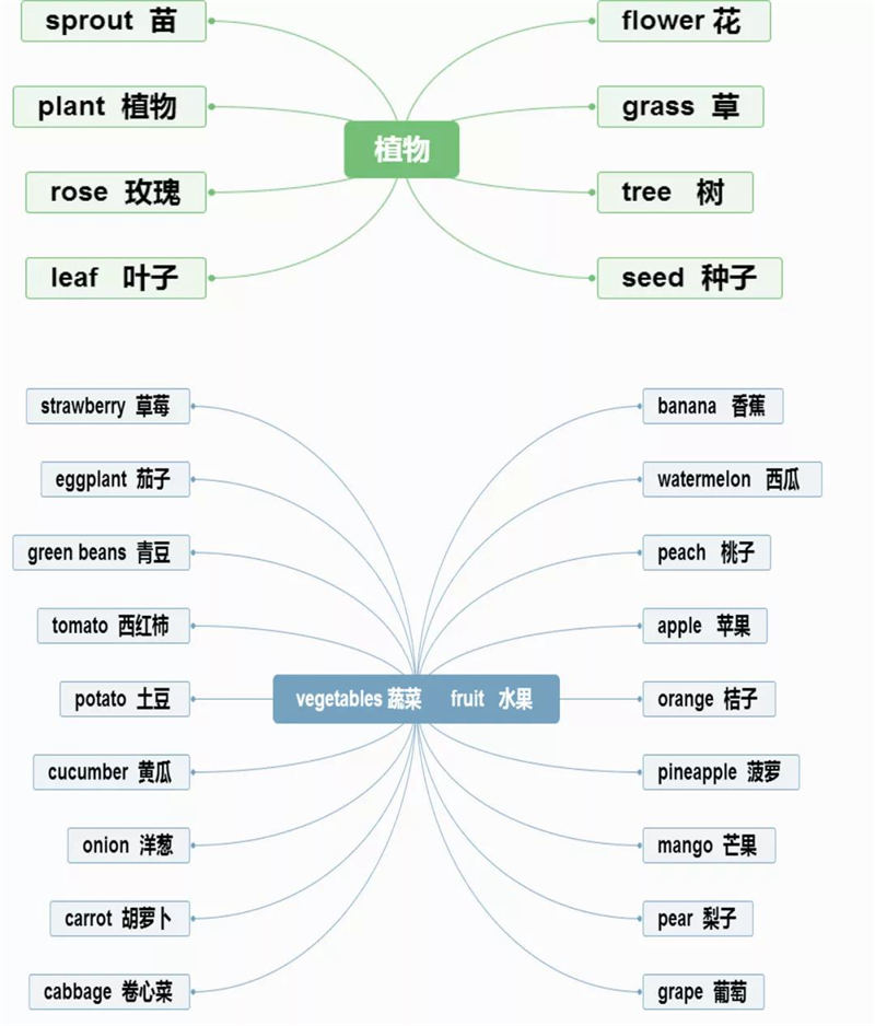 思维导图  速记 小学英语单词